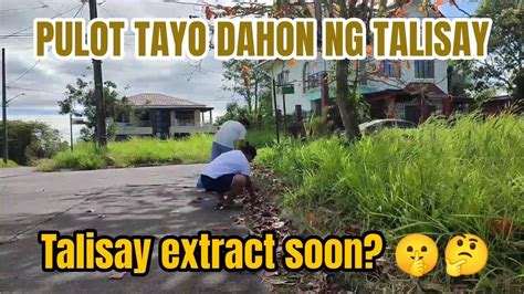 TALISAY (Tagalog).